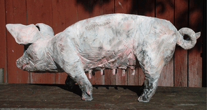 Schwein Anke, oak, 3 l=120cm