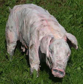 Schwein Anke, oak, 1 l=120cm